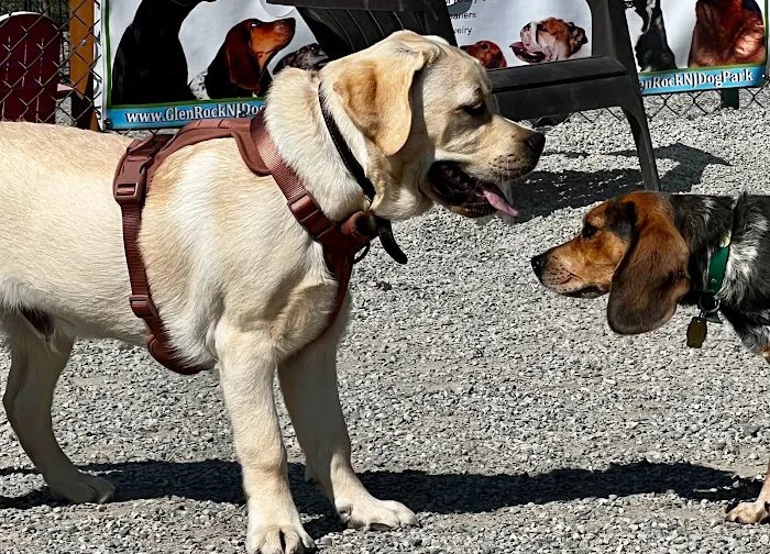 Glen Rock NJ Dog Park 7