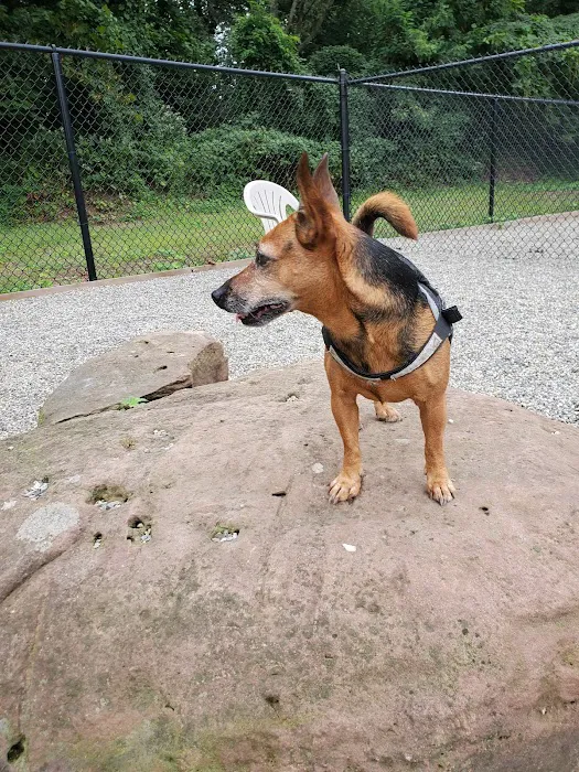 Bergenfield Dog Park 3