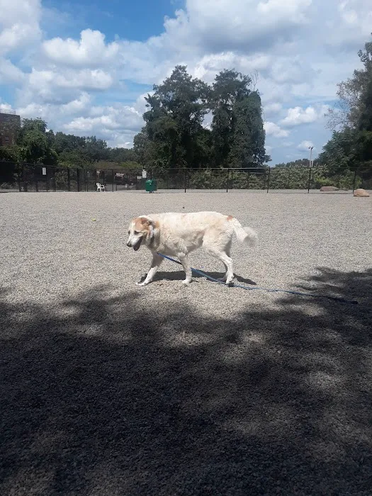 Bergenfield Dog Park 5
