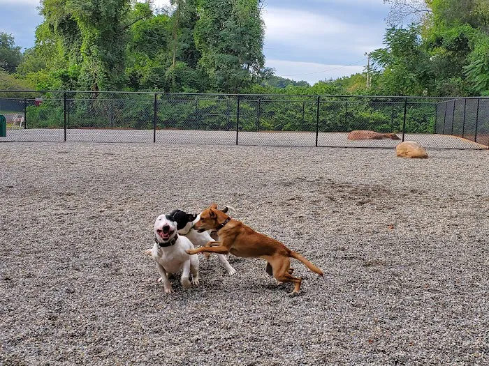 Bergenfield Dog Park 10