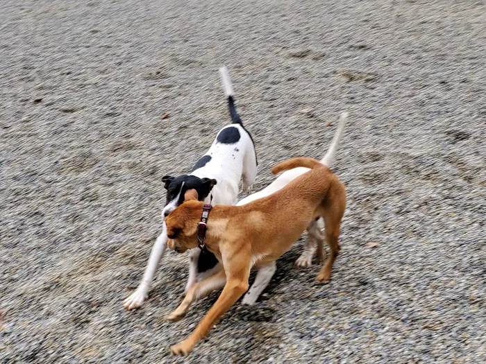 Bergenfield Dog Park 7