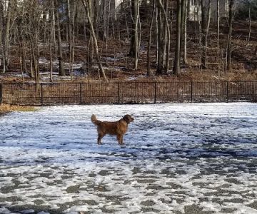 Van Saun Dog Park