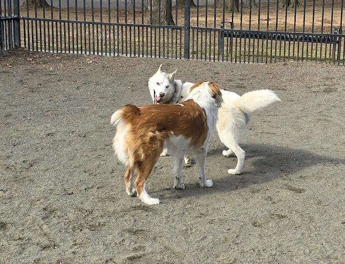 Van Saun Dog Park 7