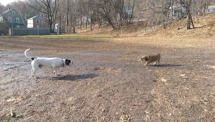 Elizabeth Place Dog Park 10