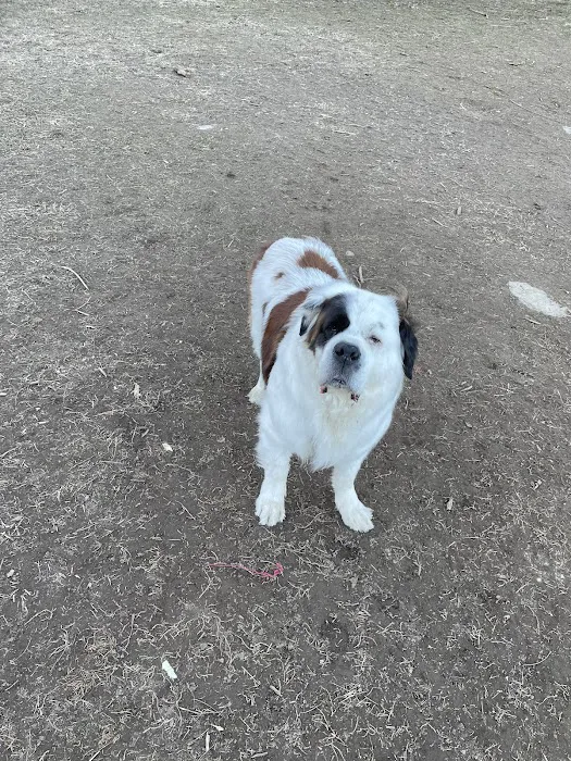 Elizabeth Place Dog Park 7