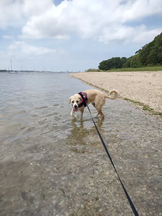 Port Jefferson Dog Beach 5