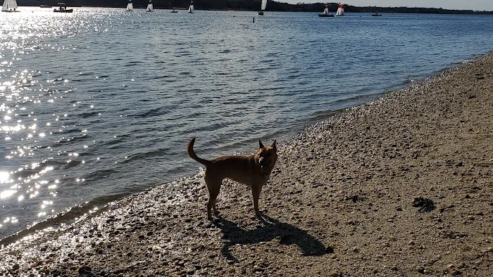 Port Jefferson Dog Beach 9