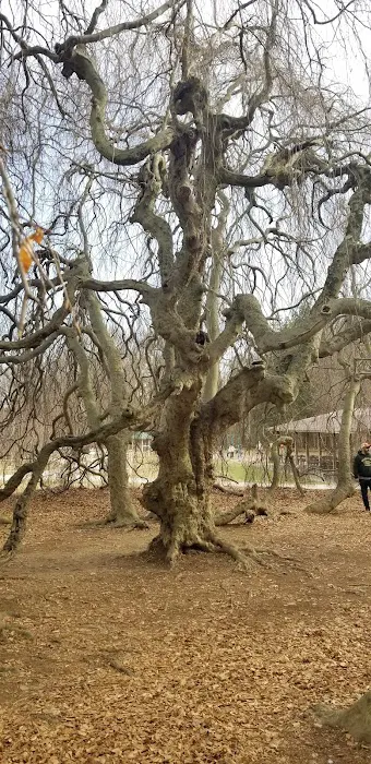 Cranbury dog park 7