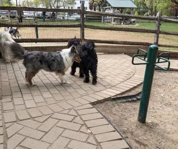 Bark Park Dog Park