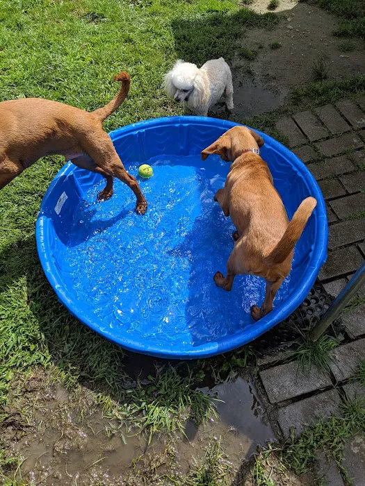Bark Park Dog Park 8