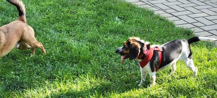 Bark Park Dog Park 4