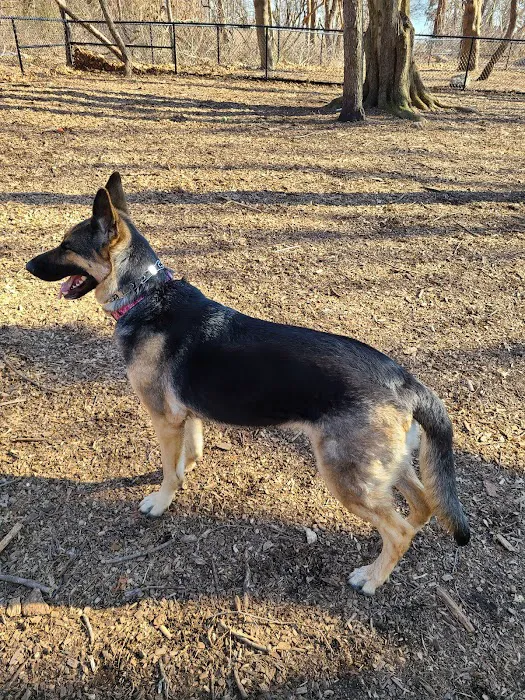 Veteran's Dog Park 4