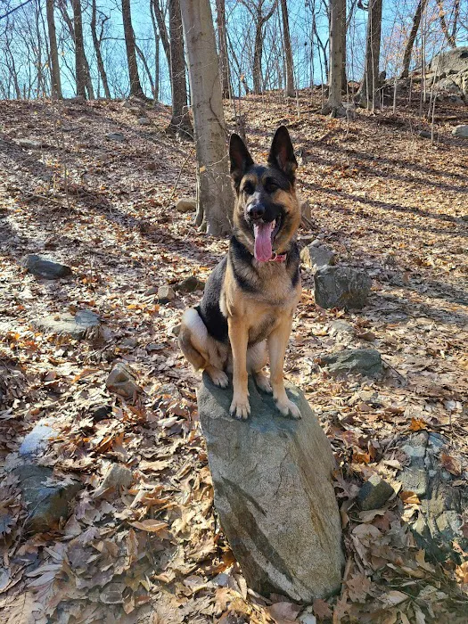 Veteran's Dog Park 3