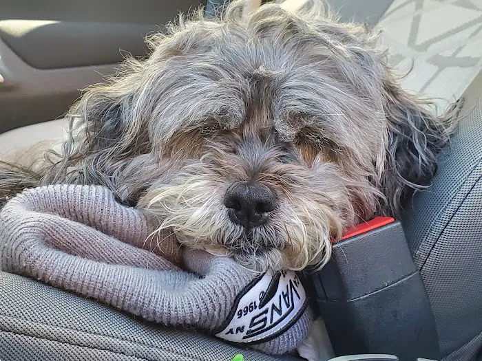 Veteran's Dog Park 8
