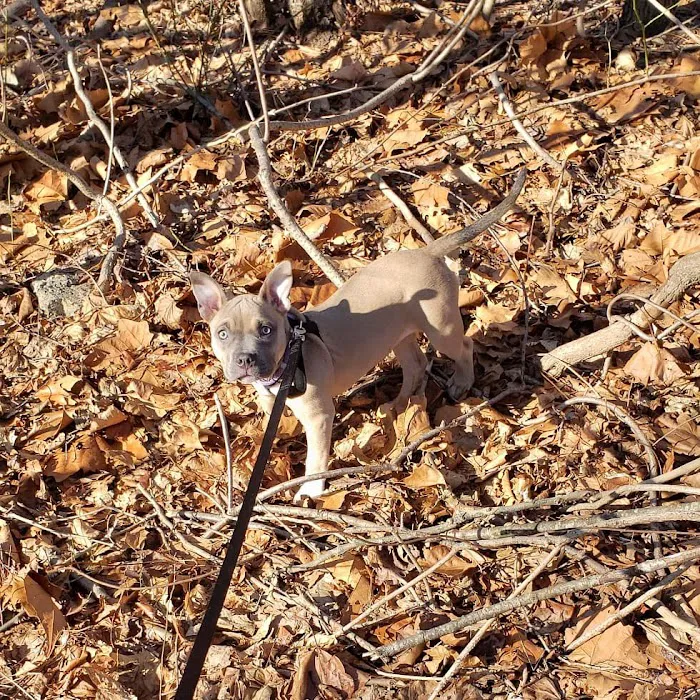 Veteran's Dog Park 6