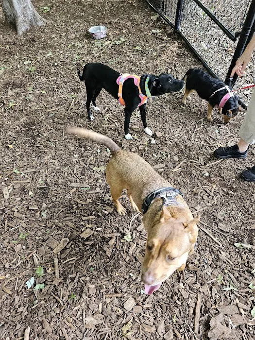 North End Dog Park 3