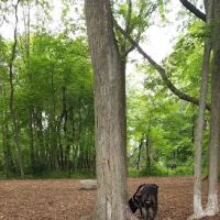 North End Dog Park ico