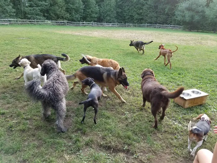 Easton Dog Park 7