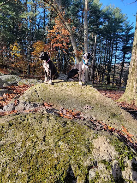 Jared's Dog Park 10
