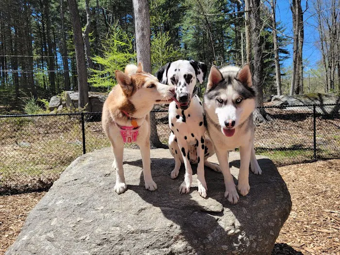 Jared's Dog Park 8