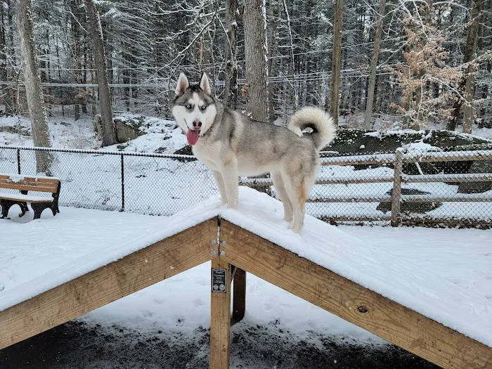 Jared's Dog Park 3