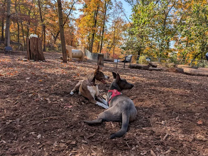 Ossining Dog Park 7