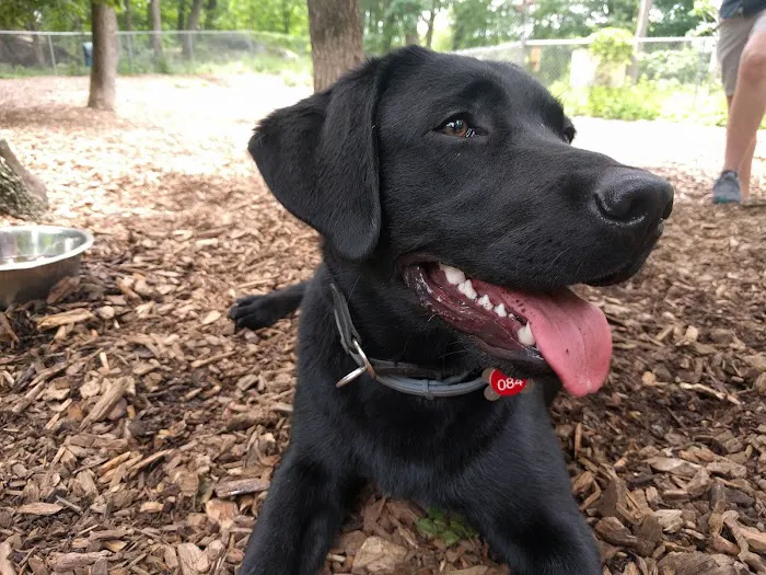 Ossining Dog Park 2