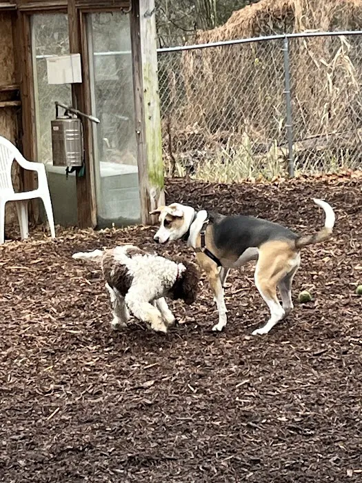 Ossining Dog Park 6