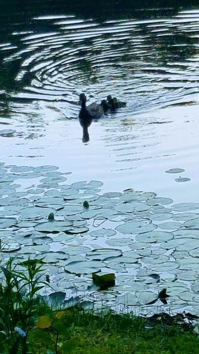 Ossining Dog Park 4