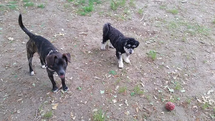 Isaac Dog Park 4