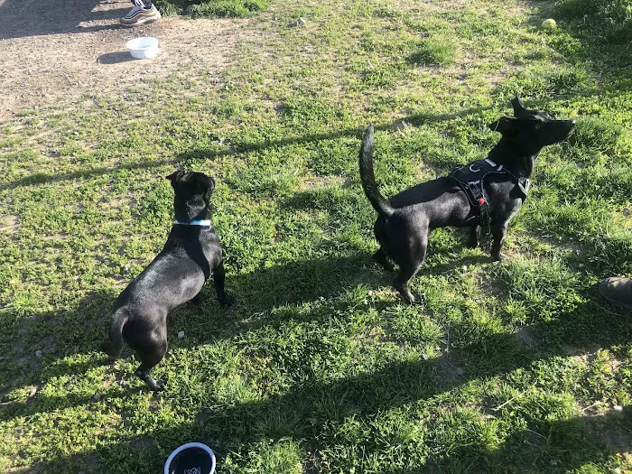 Falls Township Dog Park 10