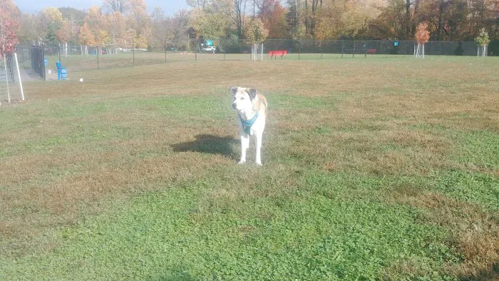 Lower Makefield Township Dog Park (Members Only) 2