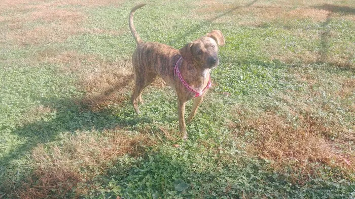 Lower Makefield Township Dog Park (Members Only) 3