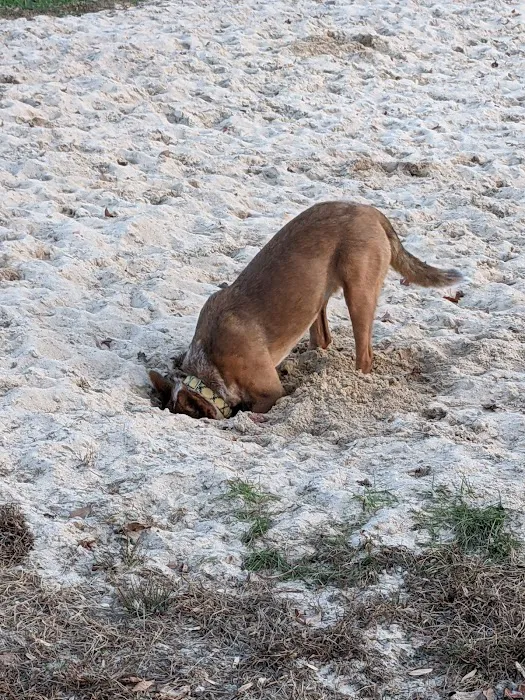 Lower Makefield Township Dog Park (Members Only) 5