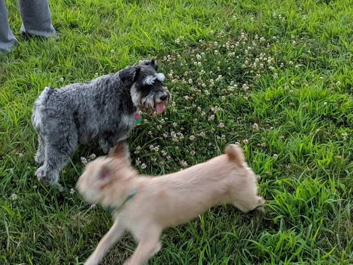Lower Makefield Township Dog Park (Members Only) 7