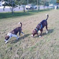 Barnegat Light Dog Park ico