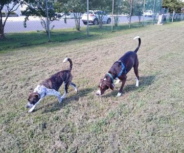 Barnegat Light Dog Park
