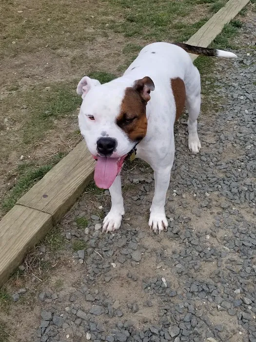 Barnegat Light Dog Park 10