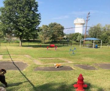 Burlington Dog Park