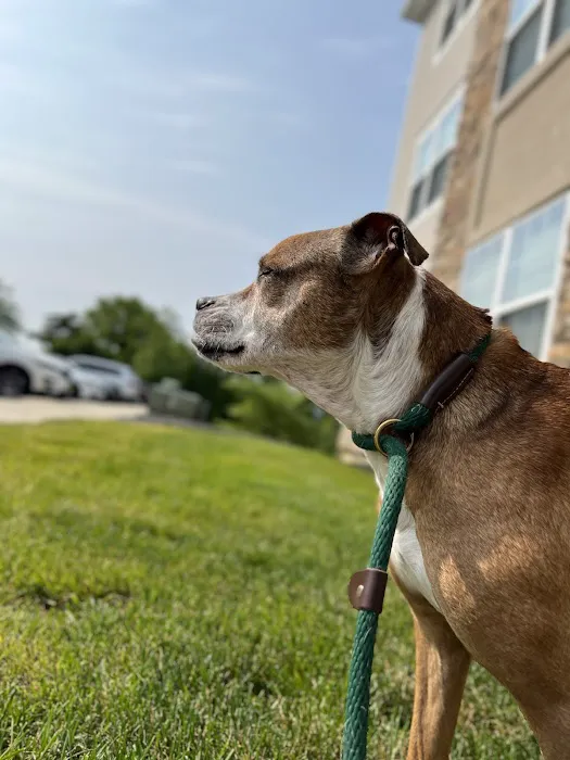 Dog Park of Laurel Green Apartments 9