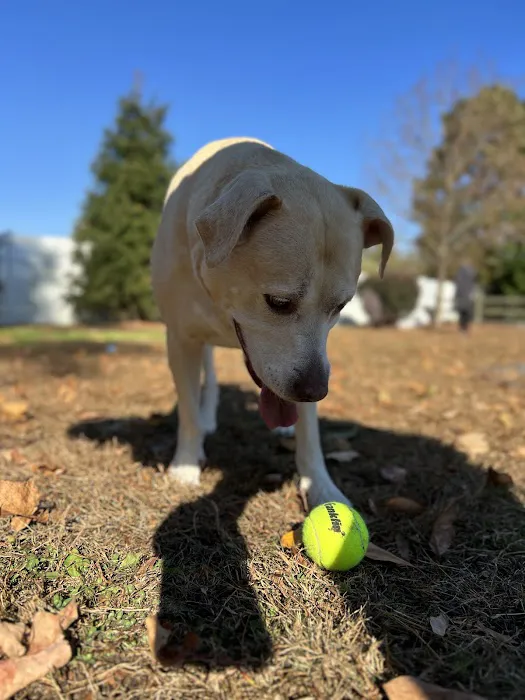 Dog Park of Laurel Green Apartments 1