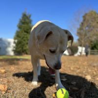 Dog Park of Laurel Green Apartments ico