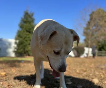 Dog Park of Laurel Green Apartments