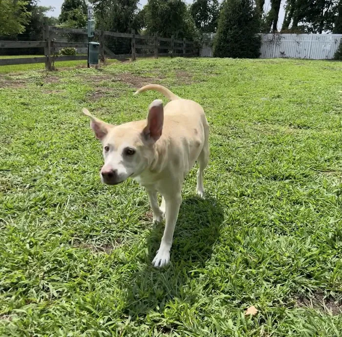 Dog Park of Laurel Green Apartments 4
