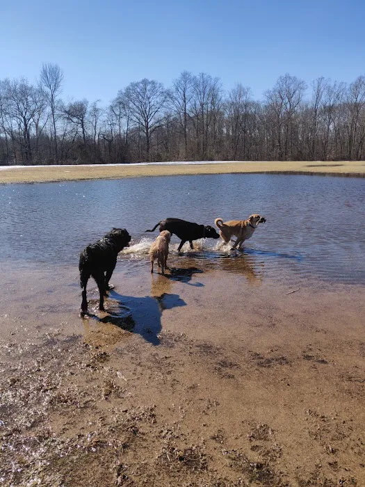 Freedom Barks 1