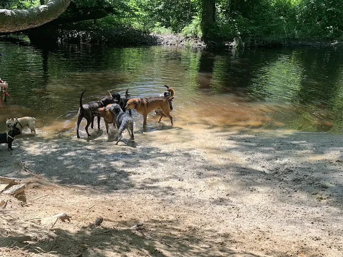 Freedom Barks 3