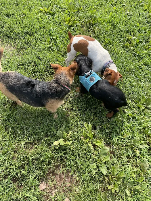 Kingwood Dog Park 9