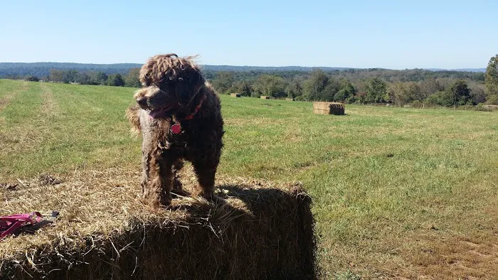 Kingwood Dog Park 8