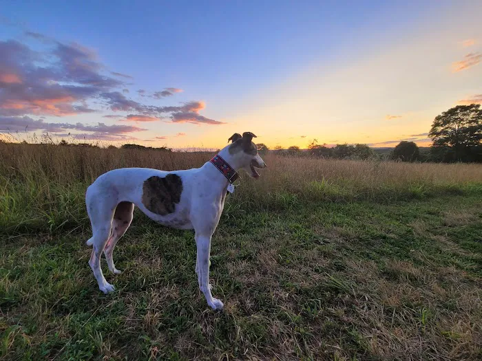 Kingwood Dog Park 7