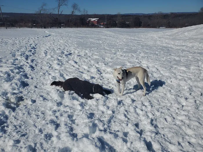 Kingwood Dog Park 2